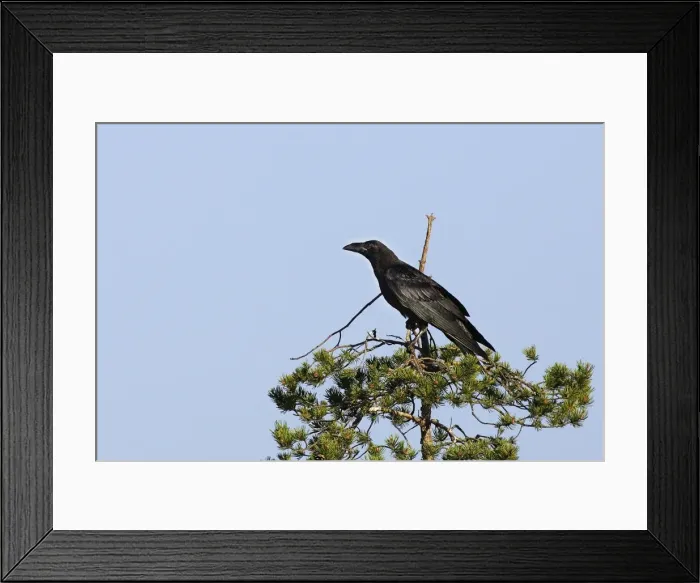 Framed Print : GRAND CORBEAU Framed Print : GRAND CORBEAU