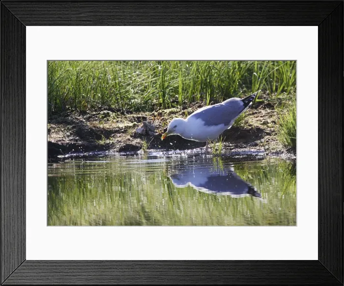 Framed Print : GOELAND ARGENTE ( Larus argentatus) Framed Print : GOELAND ARGENTE ( Larus argentatus)