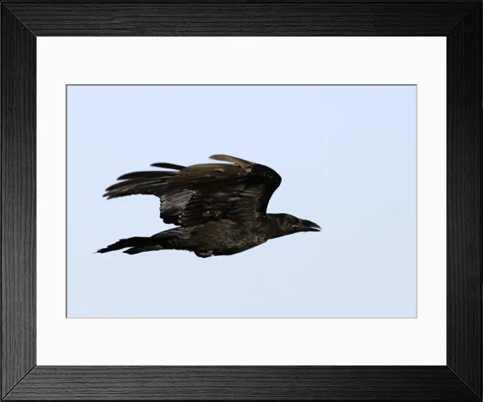 Framed Print : GRAND CORBEAU Framed Print : GRAND CORBEAU