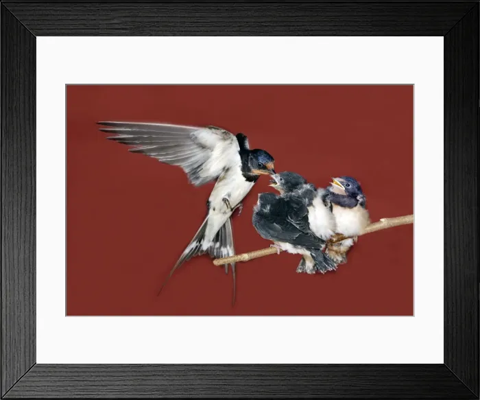 Framed Print : HIRONDELLE DE CHEMINEE (Hirundo rustica) Framed Print : HIRONDELLE DE CHEMINEE (Hirundo rustica)