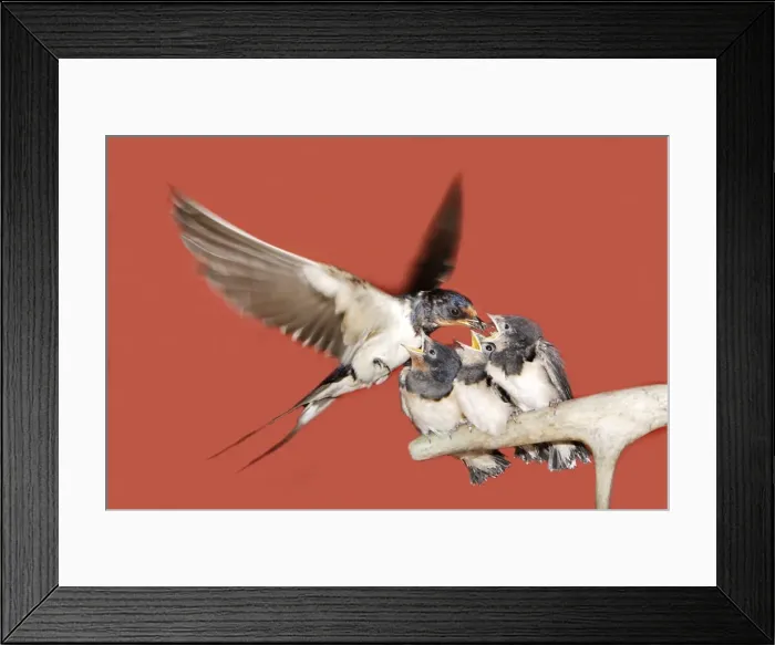 Framed Print : HIRONDELLE DE CHEMINEE (Hirundo rustica) Framed Print : HIRONDELLE DE CHEMINEE (Hirundo rustica)