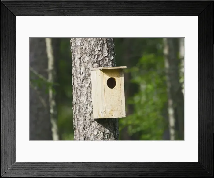 Framed Print : NICHOIR A PASSEREAU Framed Print : NICHOIR A PASSEREAU