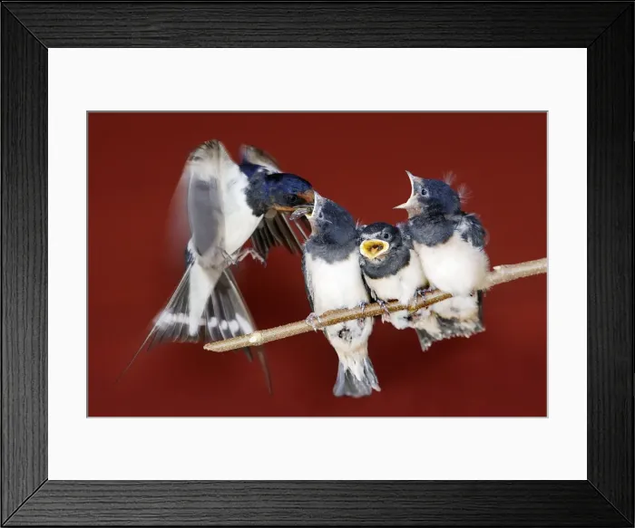 Framed Print : HIRONDELLE DE CHEMINEE (Hirundo rustica) Framed Print : HIRONDELLE DE CHEMINEE (Hirundo rustica)
