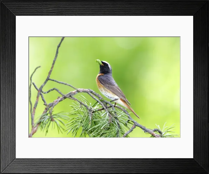 Framed Print : ROUGE QUEUE A FRONT BLANC MALE ( Phoenicurus phoenicurus) Framed Print : ROUGE QUEUE A FRONT BLANC MALE ( Phoenicurus phoenicurus)