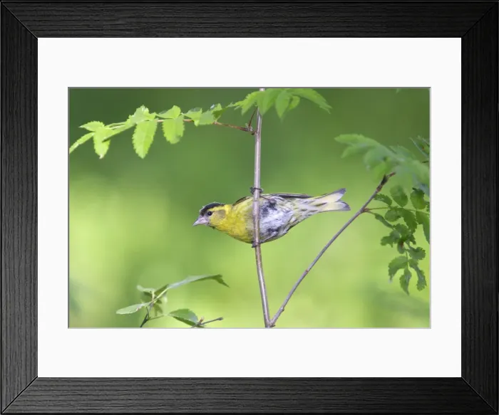 Framed Print : TARIN DES AULNES MALE ( Carduelis spinus) Framed Print : TARIN DES AULNES MALE ( Carduelis spinus)