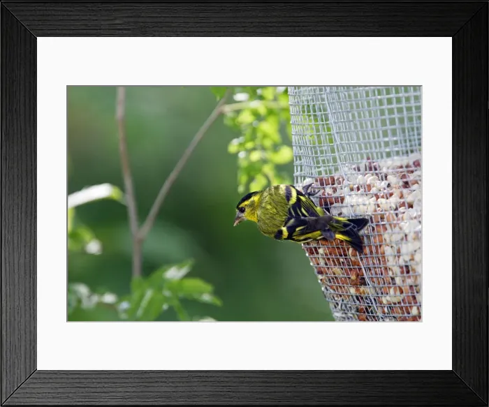 Framed Print : TARIN DES AULNES MALE ( Carduelis spinus) Framed Print : TARIN DES AULNES MALE ( Carduelis spinus)
