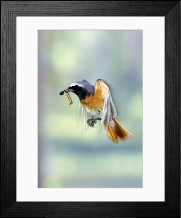 Framed Print : ROUGE QUEUE A FRONT BLANC ( Phoenicurus phoenicurus) Framed Print : ROUGE QUEUE A FRONT BLANC ( Phoenicurus phoenicurus)