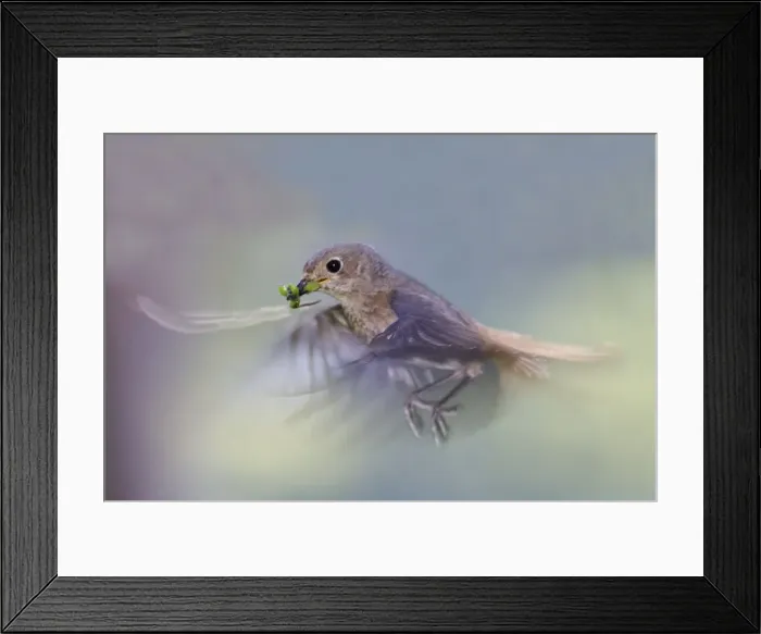 Framed Print : ROUGE QUEUE A FRONT BLANC FEMELLE ( Phoenicurus phoenicurus) Framed Print : ROUGE QUEUE A FRONT BLANC FEMELLE ( Phoenicurus phoenicurus)
