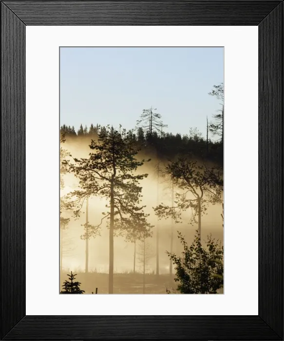 Framed Print : FORET EN FINLANDE Framed Print : FORET EN FINLANDE