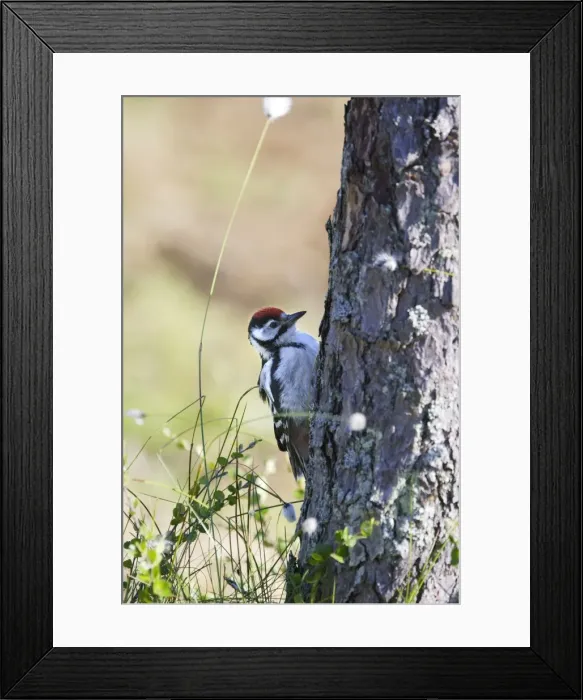 Framed Print : PIC EPEICHE JEUNE (Dendrocopos major) Framed Print : PIC EPEICHE JEUNE (Dendrocopos major)