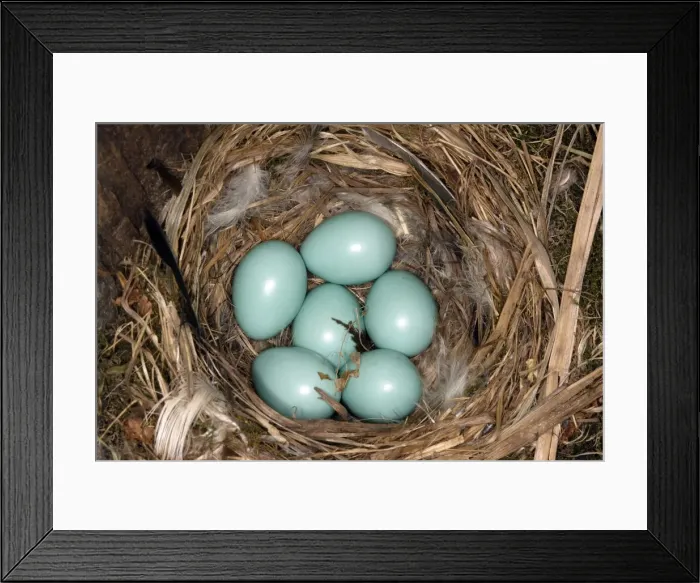 Framed Print : Nest and eggs of Common Redstart. Alsace, France Framed Print : Nest and eggs of Common Redstart. Alsace, France
