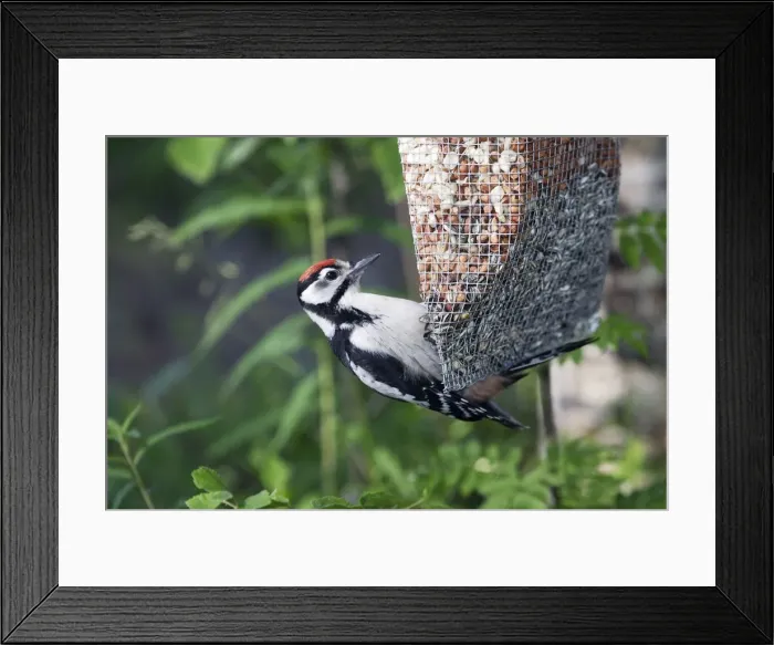 Framed Print : Great-Spotted Woodpecker - on feeder Framed Print : Great-Spotted Woodpecker - on feeder