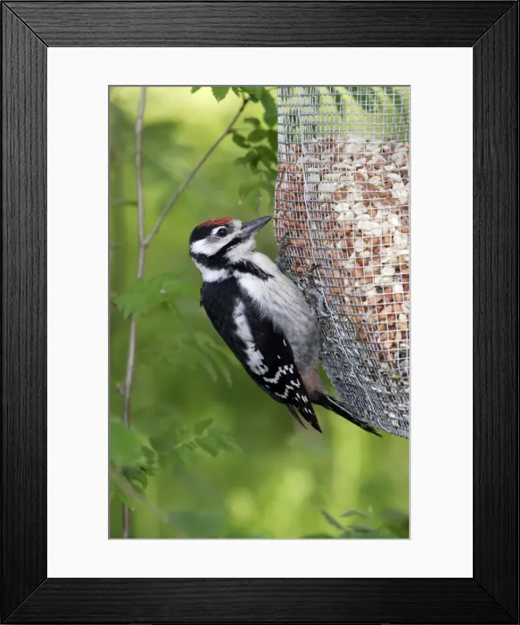 Framed Print : Great-Spotted Woodpecker - on feeder. Finland Framed Print : Great-Spotted Woodpecker - on feeder. Finland