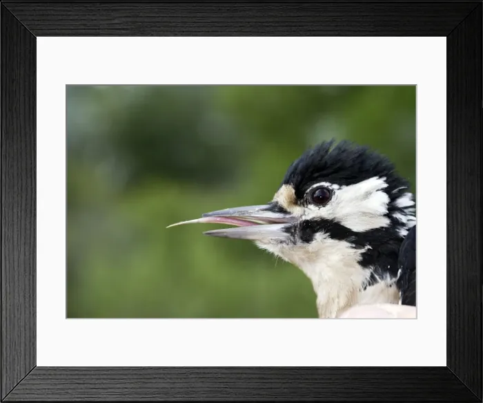 Framed Print : Tongue of Great-Spotted Woodpecker Framed Print : Tongue of Great-Spotted Woodpecker