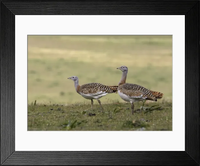 Framed Print : Great Bustards - female Framed Print : Great Bustards - female