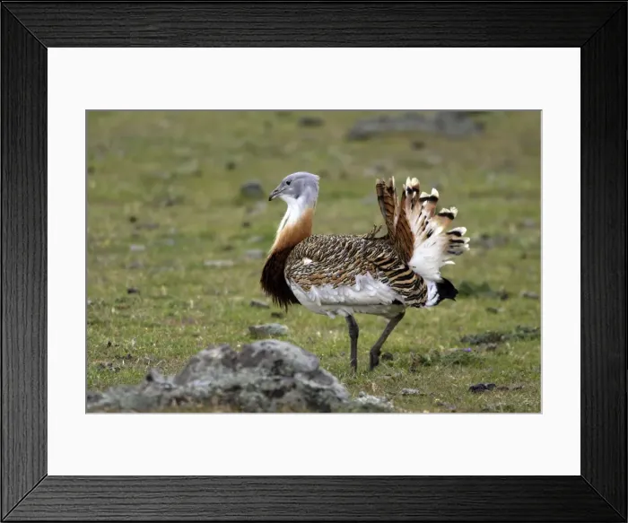 Framed Print : Great Bustard displaying male Framed Print : Great Bustard displaying male