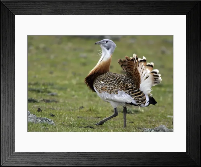 Framed Print : Great Bustard displaying male Framed Print : Great Bustard displaying male