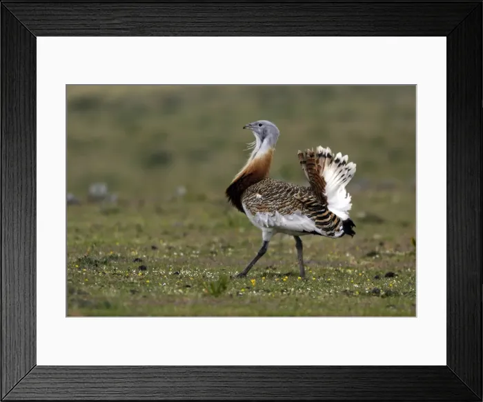 Framed Print : Great Bustard displaying male Framed Print : Great Bustard displaying male
