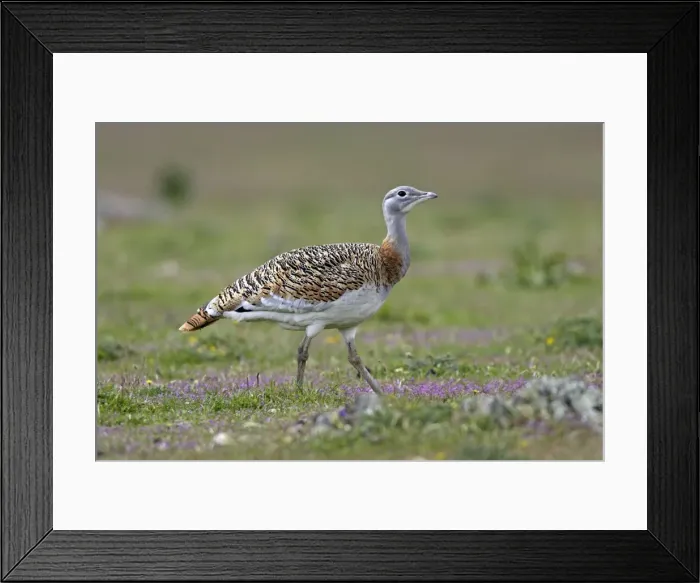 Framed Print : Great Bustard - female Framed Print : Great Bustard - female
