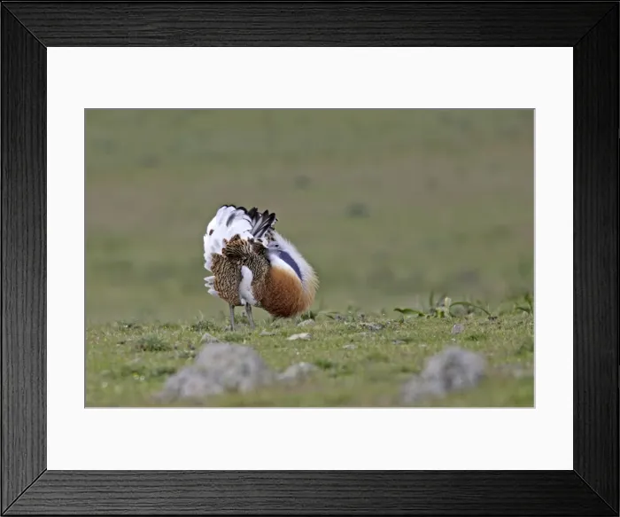 Framed Print : Great Bustard displaying male Framed Print : Great Bustard displaying male