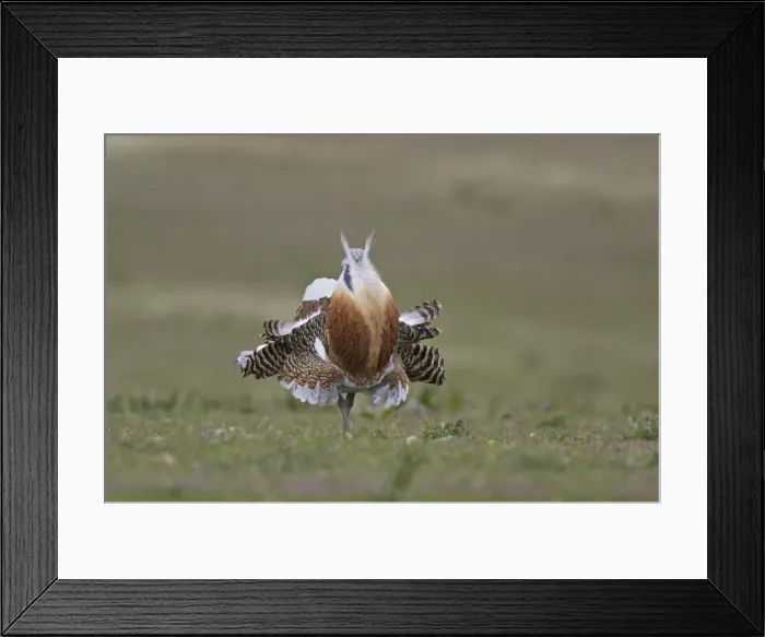 Framed Print : Great Bustard displaying male