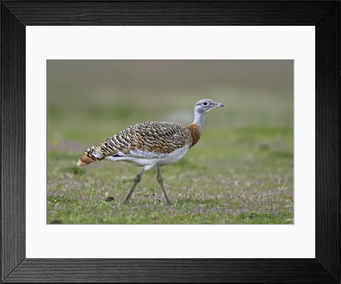 Framed Print : Great Bustard displaying male Framed Print : Great Bustard displaying male