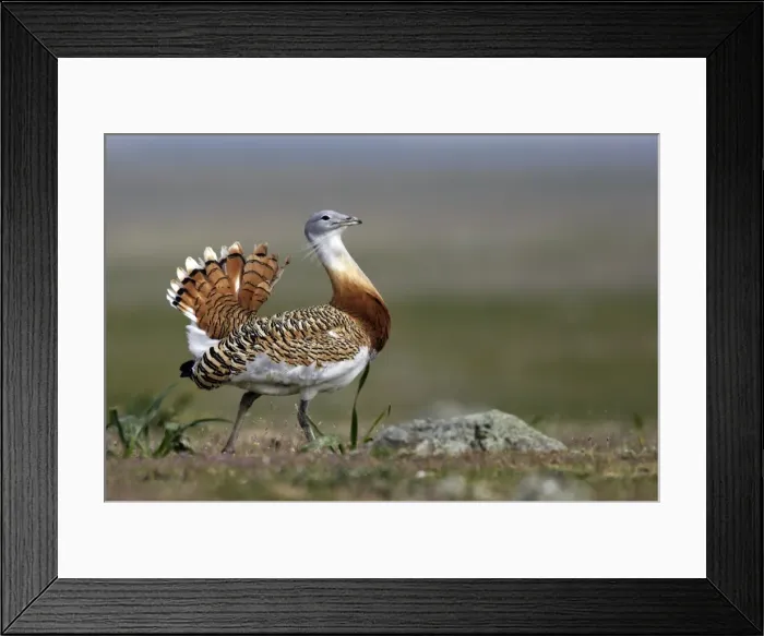 Framed Print : Great Bustard displaying male Framed Print : Great Bustard displaying male