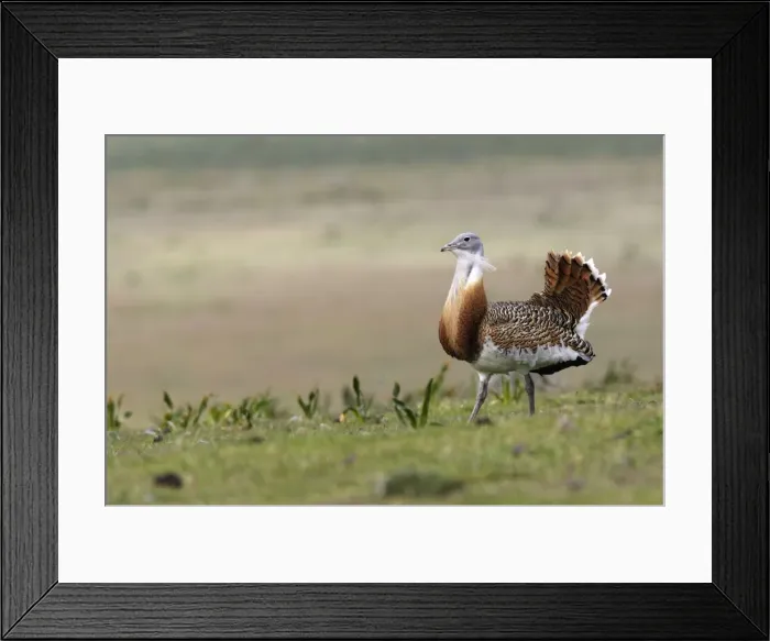Framed Print : Great Bustard displaying male Framed Print : Great Bustard displaying male