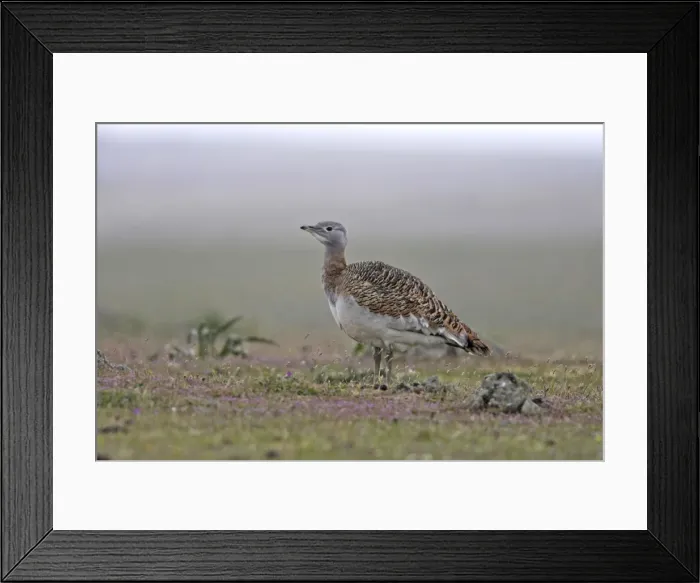 Framed Print : Great Bustard - female in the rain Framed Print : Great Bustard - female in the rain