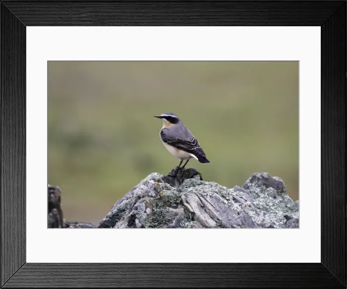 Framed Print : Wheatear - Male on rock Framed Print : Wheatear - Male on rock