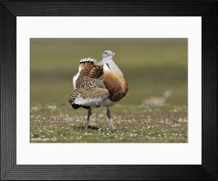 Framed Print : Great Bustard displaying male Framed Print : Great Bustard displaying male