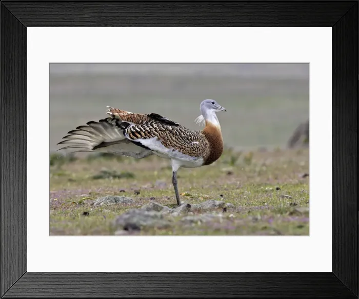 Framed Print : Great Bustard - Male with the wing open Framed Print : Great Bustard - Male with the wing open