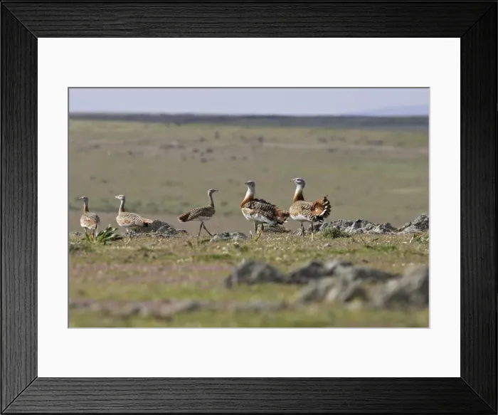 Framed Print : Great Bustard - Female and young males Framed Print : Great Bustard - Female and young males