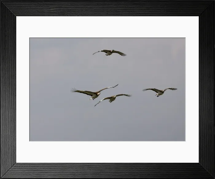 Framed Print : Great Bustard - In flight Framed Print : Great Bustard - In flight