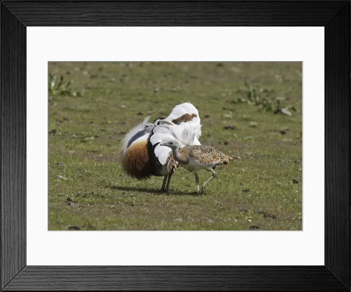Framed Print : Great Bustard male displaying with female Framed Print : Great Bustard male displaying with female