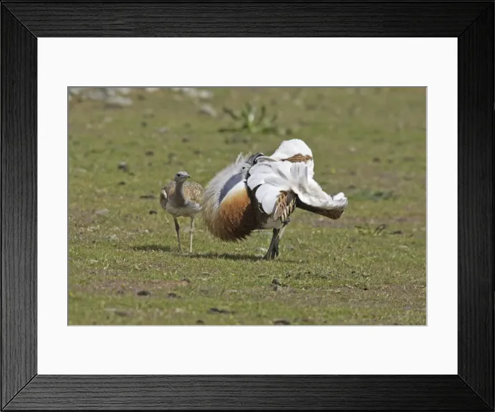 Framed Print : Great Bustard male displaying with female Framed Print : Great Bustard male displaying with female