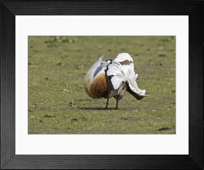 Framed Print : Great Bustard displaying male