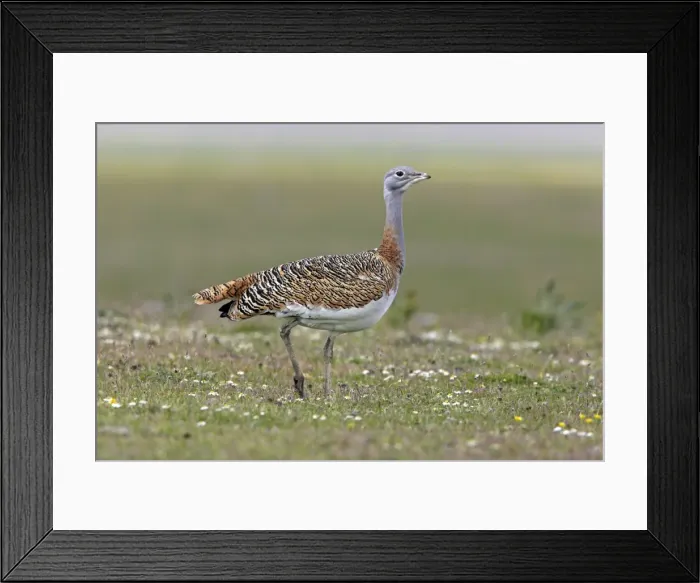 Framed Print : Great Bustard - female in the rain Framed Print : Great Bustard - female in the rain