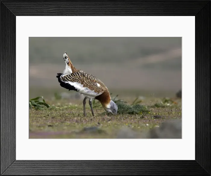 Framed Print : Great Bustard displaying male Framed Print : Great Bustard displaying male
