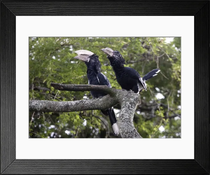 Framed Print : Silvery-cheeked Hornbill. Arsi Region - Ethiopia Framed Print : Silvery-cheeked Hornbill. Arsi Region - Ethiopia