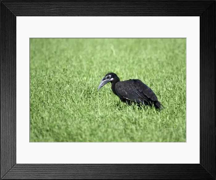 Framed Print : Abyssinian / Northern Ground Hornbill. Region of Labilela - Ethiopia Framed Print : Abyssinian / Northern Ground Hornbill. Region of Labilela - Ethiopia