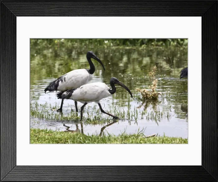 Framed Print : Sacred Ibis. Ziway - Arsi Region - Ethiopia Framed Print : Sacred Ibis. Ziway - Arsi Region - Ethiopia