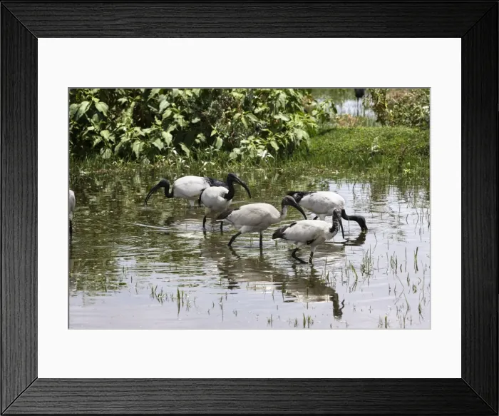 Framed Print : Sacred Ibis. Ziway - Arsi Region - Ethiopia Framed Print : Sacred Ibis. Ziway - Arsi Region - Ethiopia