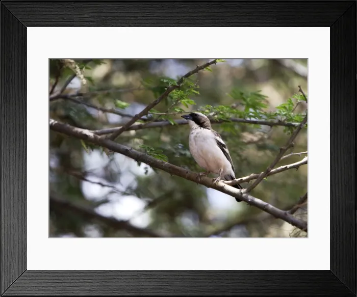 Framed Print : White-browed Sparrow-Weaver. Lake Chamo - Awasa - Ethiopia Framed Print : White-browed Sparrow-Weaver. Lake Chamo - Awasa - Ethiopia