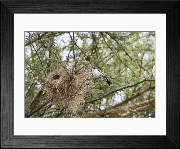Framed Print : White-browed Sparrow-Weaver - at nest. Lake Chamo - Awasa - Ethiopia
