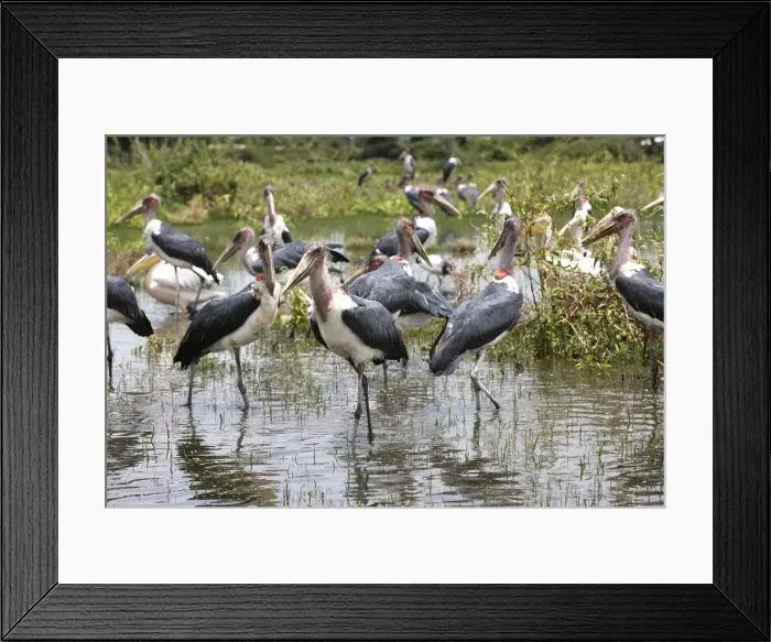 Framed Print : Marabou Stork - group in water. Ethiopia Framed Print : Marabou Stork - group in water. Ethiopia