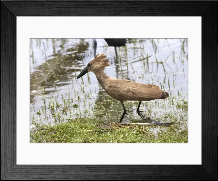 Framed Print : Hamerkop - Ziway - Ethiopia Framed Print : Hamerkop - Ziway - Ethiopia