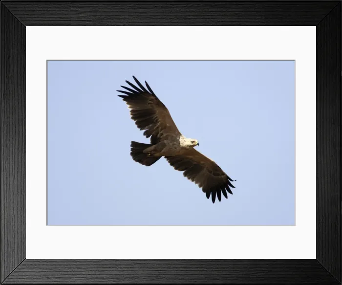 Framed Print : Tawny / Steppes Eagle - pale form Yabelo - Ethiopia Framed Print : Tawny / Steppes Eagle - pale form Yabelo - Ethiopia