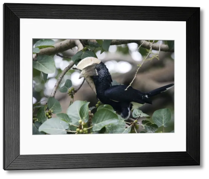 Framed Print : Silvery-cheeked Hornbill Framed Print : Silvery-cheeked Hornbill