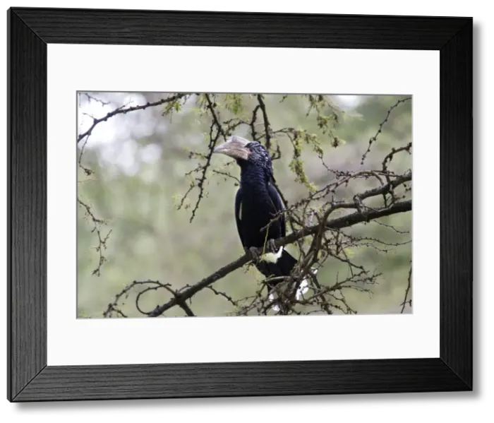 Framed Print : Silvery-cheeked Hornbill. Awasa - Arsi Region - Ethiopia Framed Print : Silvery-cheeked Hornbill. Awasa - Arsi Region - Ethiopia